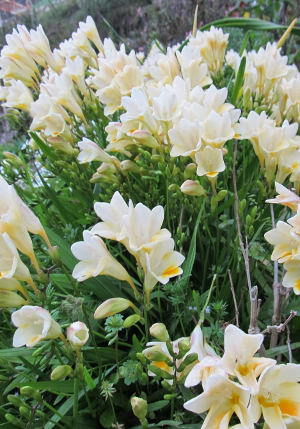 ������ white - wit